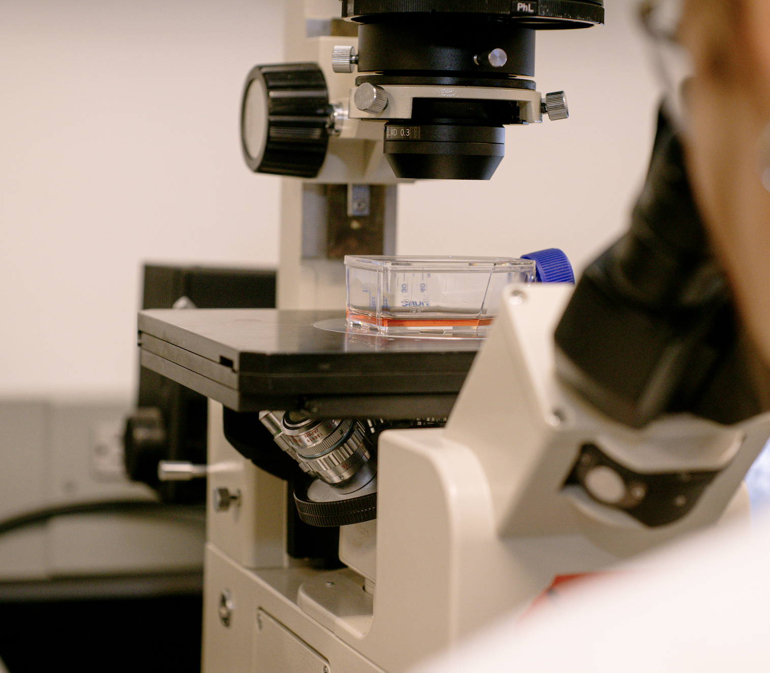 A researcher looks through the eyepiece of a microscope in a laboratory. The microscope stage holds a clear plastic container with orange-colored liquid, likely a cell culture sample. The background is slightly out of focus, emphasizing the microscope and sample.